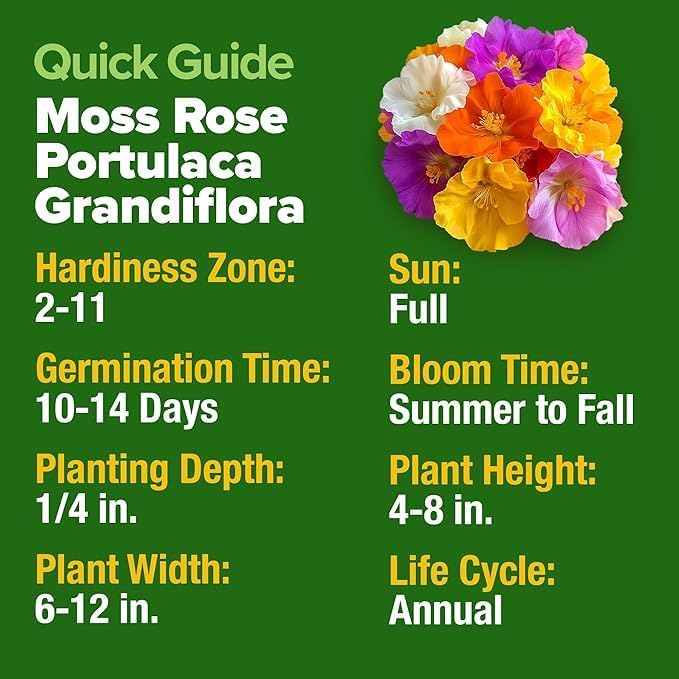 HOME GROWN 47000+ Moss Rose Seeds Annual Flower - Image 2