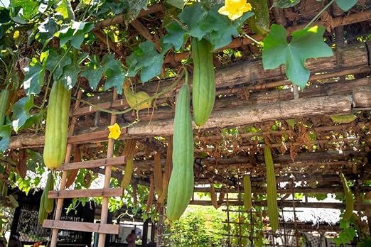 Whole Egyptian Jumbo Loofah 24"" - Image 4