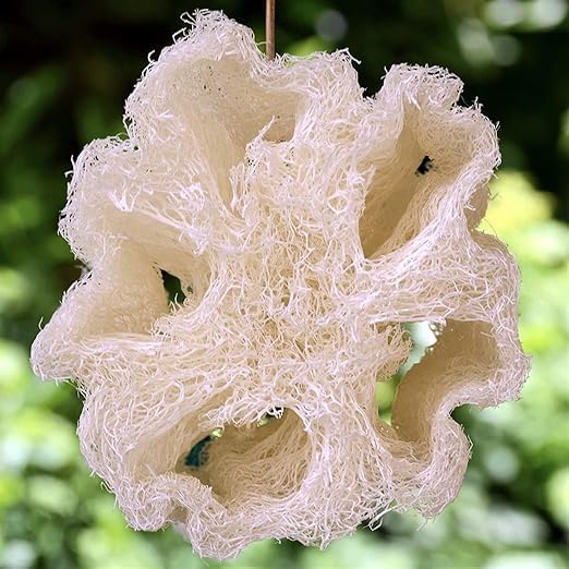 Whole Egyptian Loofah100% Natural Organic Loofah Exfoliating Scrubber - Image 5
