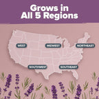 HOME GROWN Premium English Lavender Seeds -1, 300 Herb Seeds, Wildflower Seed - Image 3