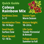 HOME GROWN Coleus Rainbow Seeds – 400 Count 0.04 oz Flower Seed, Coleus - Image 2