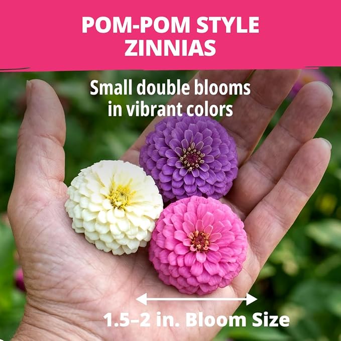 HOME GROWN Zinnia Lilliput Mix Flower Seeds - Image 6
