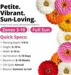HOME GROWN Thumbelina Zinnia Seeds – 500 Dwarf Zinnia - Image 5