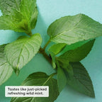 eos 100% Natural & Organic Lip Balm - Image 2