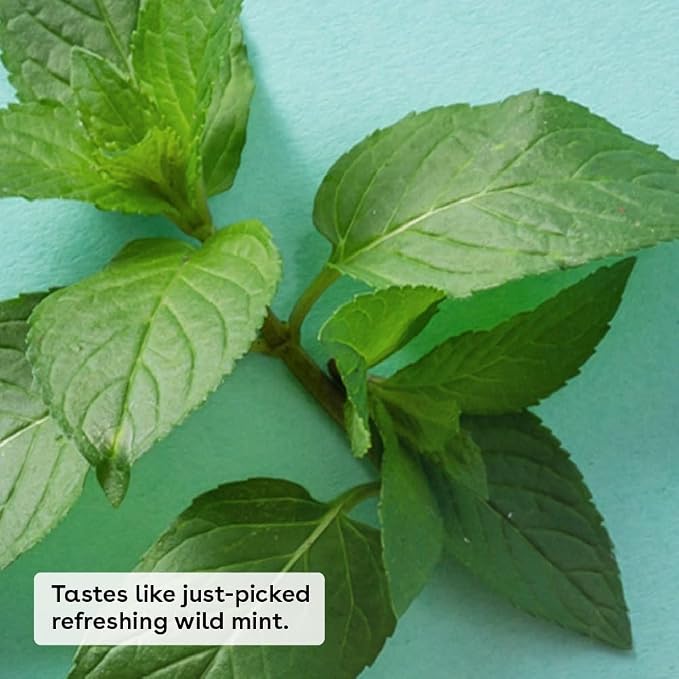 eos 100% Natural & Organic Lip Balm - Image 2