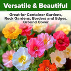 HOME GROWN 47000+ Moss Rose Seeds Annual Flower - Image 6