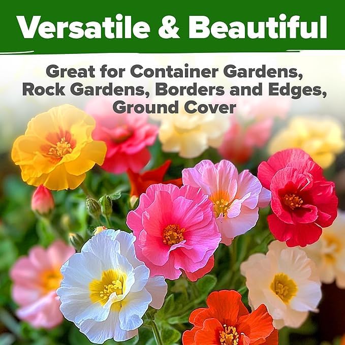 HOME GROWN 47000+ Moss Rose Seeds Annual Flower - Image 6