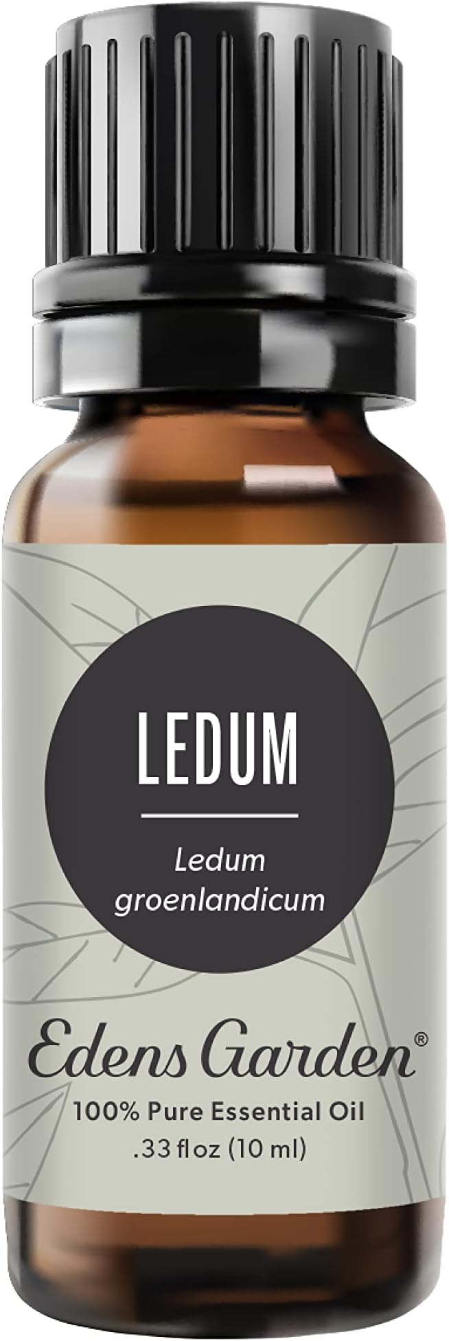 Edens Garden Ledum Essential Oil- 100% Pure Premium Grade, Therapeutic by EdensGarden