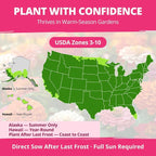 HOME GROWN Zinnia Lilliput Mix Flower Seeds - Image 4
