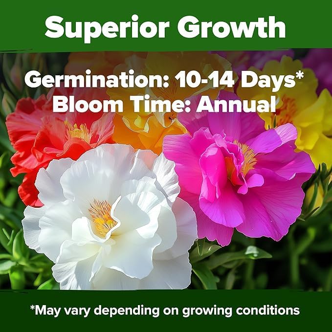 HOME GROWN 47000+ Moss Rose Seeds Annual Flower - Image 5