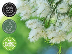 2 Bottles - 16 fl oz Tea Tree Essential Oil, Aluminum Bottle - GreenHealth - Image 6