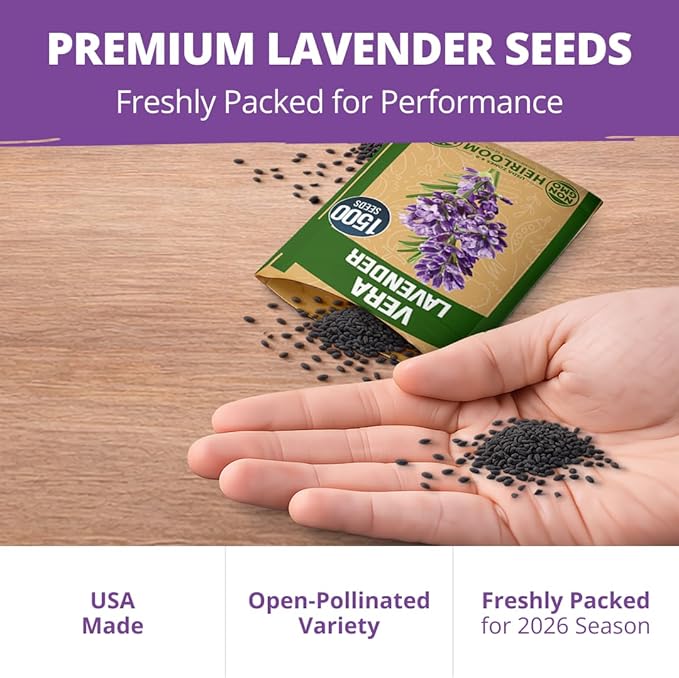 HOME GROWN Non GMO English Lavender Seeds 3, 000+ Wildflower Seed - Image 6