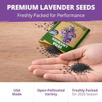 HOME GROWN Non GMO English Lavender Seeds 3, 000+ Wildflower Seed - Image 6
