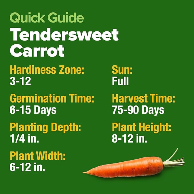 HOME GROWN Tendersweet Carrots Seeds 3000+ Heirloom Non-GMO Seeds - Image 5