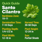 HOME GROWN Non GMO 500+ Cilantro Seeds Heirloom Coriander Seeds - Image 5