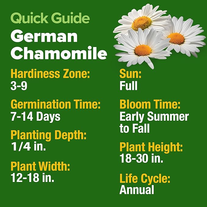 HOME GROWN German Chamomile Seed Pack 2, 280 Non GMO Heirloom Seeds - Image 5