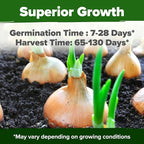 HOME GROWN 8 Onion Variety Mix 1600+ Heirloom Non-GMO Seeds - Image 5