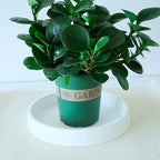 Plant Saucer Tray for Ceramic Plastic Pots, 18 inch Plant Saucers for Indoors - Image 3