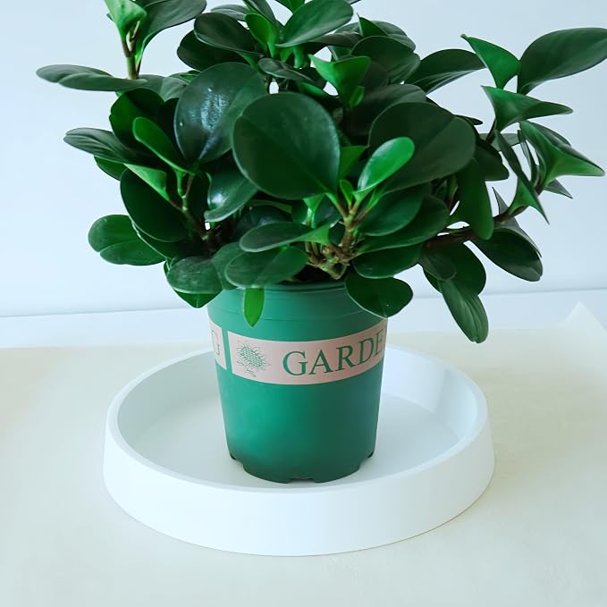 Plant Saucer Tray for Ceramic Plastic Pots, 14 inch Plant Saucers for Indoors - Image 3