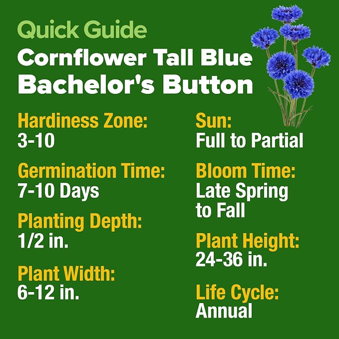 HOME GROWN Bachelor Button Seeds Tall Blue - Image 3