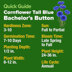 HOME GROWN Bachelor Button Seeds Tall Blue - Image 3