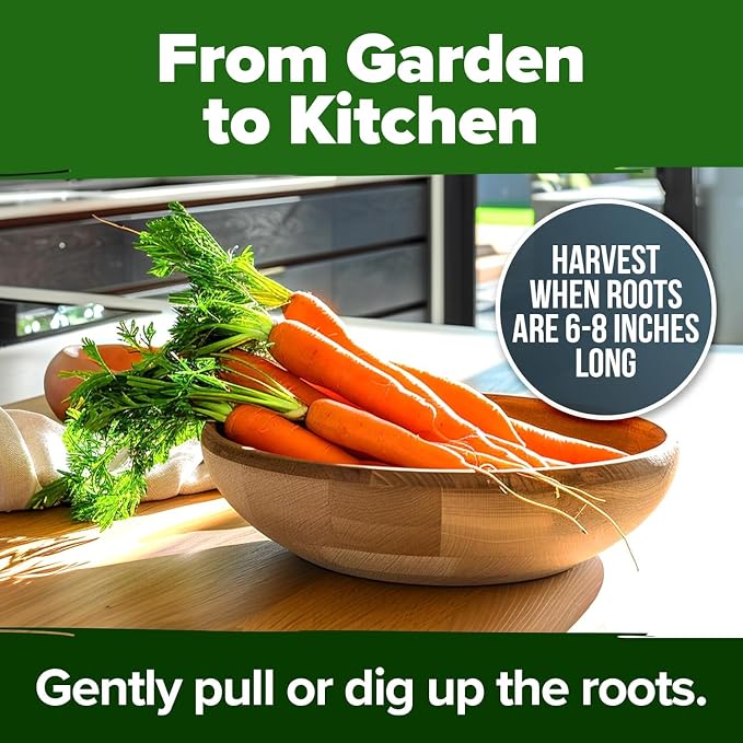 HOME GROWN Tendersweet Carrots Seeds 3000+ Heirloom Non-GMO Seeds - Image 7
