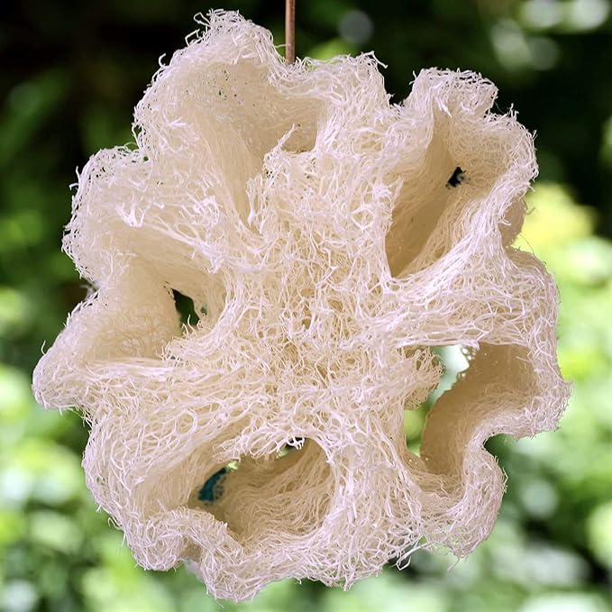 Whole Egyptian Jumbo Loofah 24"" - Image 5