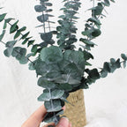 Green Dried Eucalyptus Bundle 12 Pcs Real Stems 17 Inch Fresh Natural - Image 8