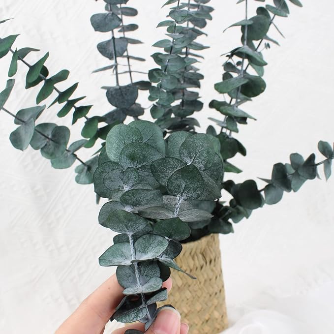 Green Dried Eucalyptus Bundle 12 Pcs Real Stems 17 Inch Fresh Natural - Image 8