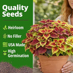 HOME GROWN Coleus Rainbow Seeds – 400 Count 0.04 oz Flower Seed, Coleus - Image 5