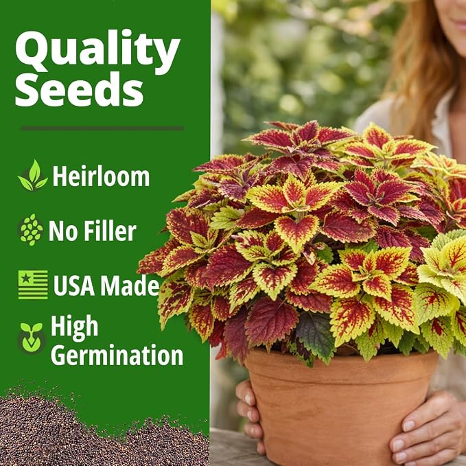HOME GROWN Coleus Rainbow Seeds – 400 Count 0.04 oz Flower Seed, Coleus - Image 5