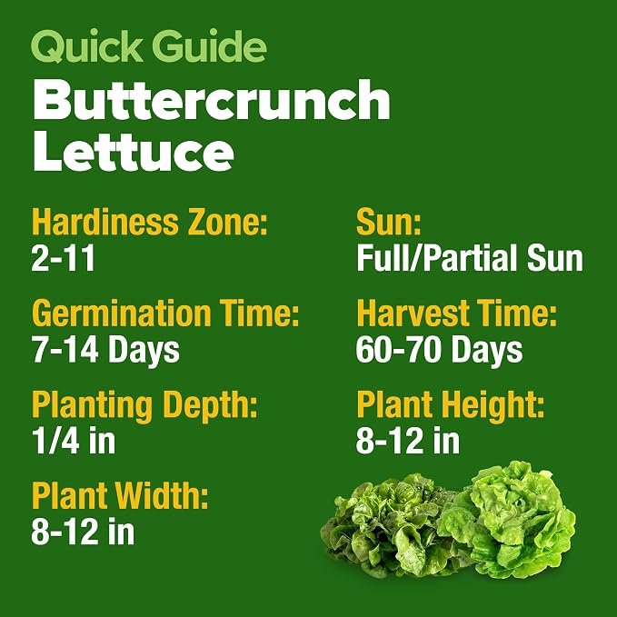 HOME GROWN Buttercrunch Lettuce Seeds 3950+ Bulk Pack Heirloom Non-GMO - Image 5