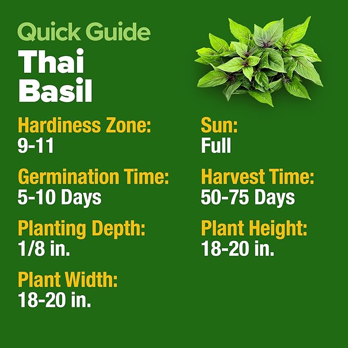 HOME GROWN Thai Basil Seeds Pack - Image 6