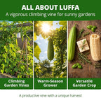 HOME GROWN Luffa Seeds 40 Heirloom Non-GMO Loofah Gourd Seeds - Image 5