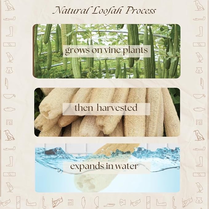 One Whole Egyptian Loofah 100% Natural SPA Beauty Bath Sponge Body Scrubber - Image 4