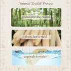 One Whole Egyptian Loofah 100% Natural SPA Beauty Bath Sponge Body Scrubber - Image 4