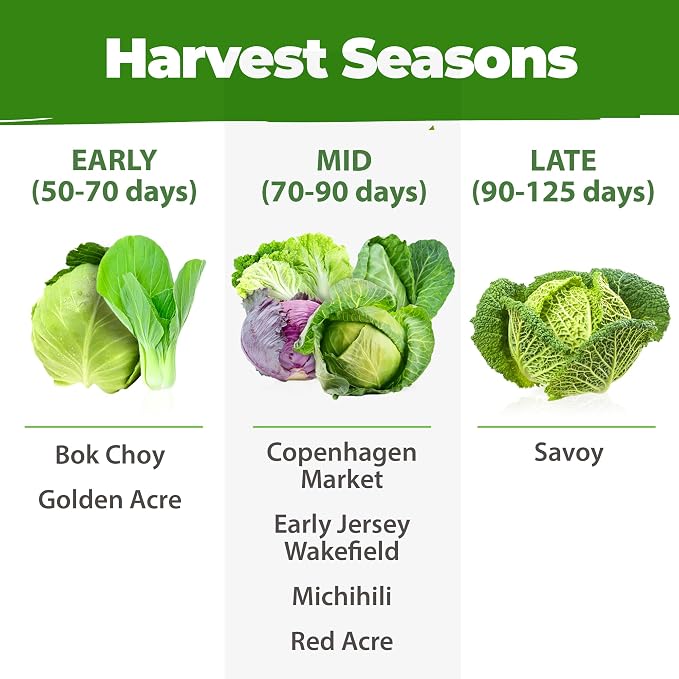 HOME GROWN Cabbage Seeds 7 Variety Mix 2000+ Heirloom Non-GMO, High Germination - Image 6