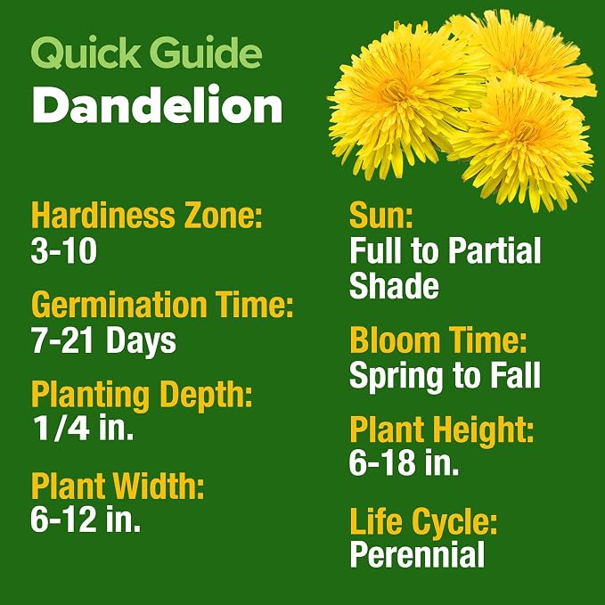 HOME GROWN Dandelion Seeds for Planting 600 Heirloom Medicinal Herb Seeds Non - Image 5