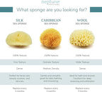 Neptune Caribbean Sea Sponge, Hand Processed, Natural & Eco-Friendly Bath Sponge - Image 4