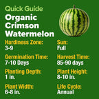 HOME GROWN Organic Crimson Sweet Watermelon Seeds 15+ Heirloom Non-GMO - Image 6