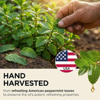 Gya Labs USDA Certified Organic Peppermint Essential Oil - Image 3