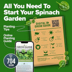 HOME GROWN Bloomsdale Spinach Seeds 704+ Heirloom Non-GMO Seeds - Image 7
