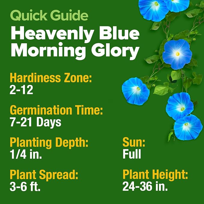 HOME GROWN Morning Glory Seeds, Heavenly Blue 300 Heirloom Morning Glories Vine - Image 5