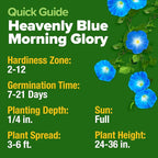 HOME GROWN Heavenly Blue Morning Glory - Image 5