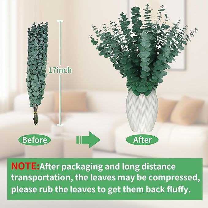 12PCS Dried Eucalyptus Bundle 17'' Real Eucalyptus Stems 100% Natural Fresh - Image 4