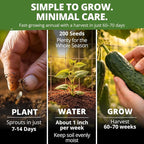 HOME GROWN Organic Marketmore Cucumber Seeds 200+ Heirloom Non-GMO Seeds - Image 3