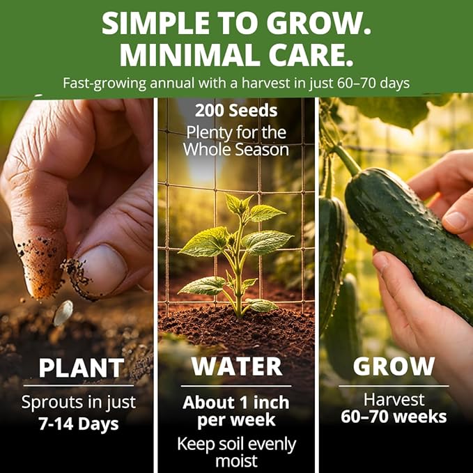 HOME GROWN Organic Marketmore Cucumber Seeds 200+ Heirloom Non-GMO Seeds - Image 3