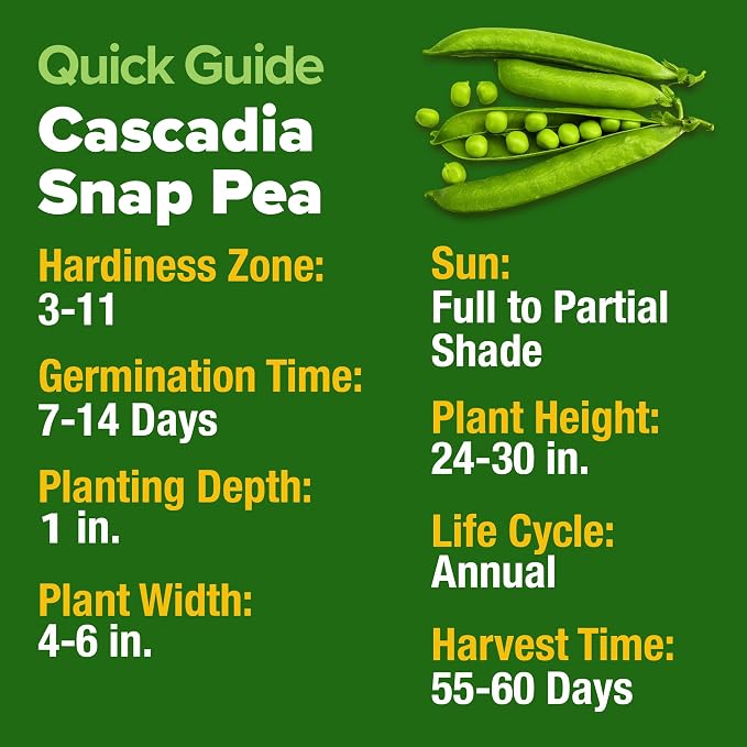 HOME GROWN Organic Cascadia Snap Pea Seeds 100+ Heirloom Non-GMO Seeds - Image 6