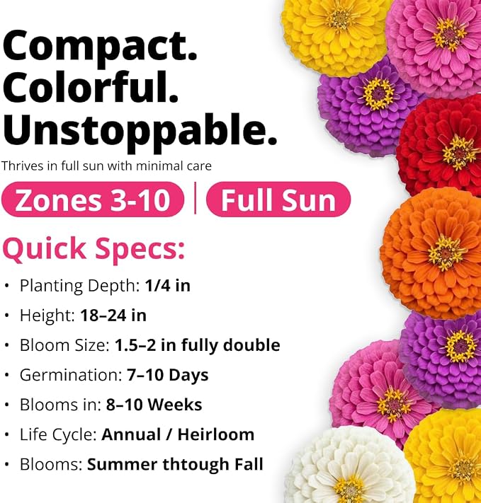 HOME GROWN Zinnia Lilliput Mix Flower Seeds – 600 Seeds Zinnia elegans – - Image 2
