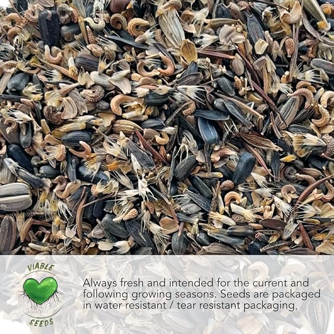 Seed Needs, Burgess Buttercup Winter Squash Seeds - Image 6